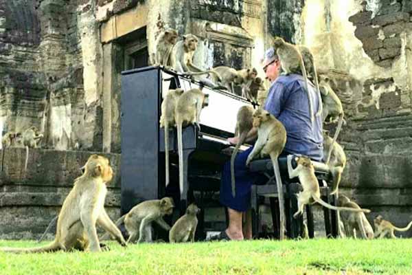 British Pianist's Velvety Tones Soothe Thailand's Hungry Monkeys