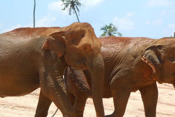 SriLanka Records Highest Elephant Deaths In The World
