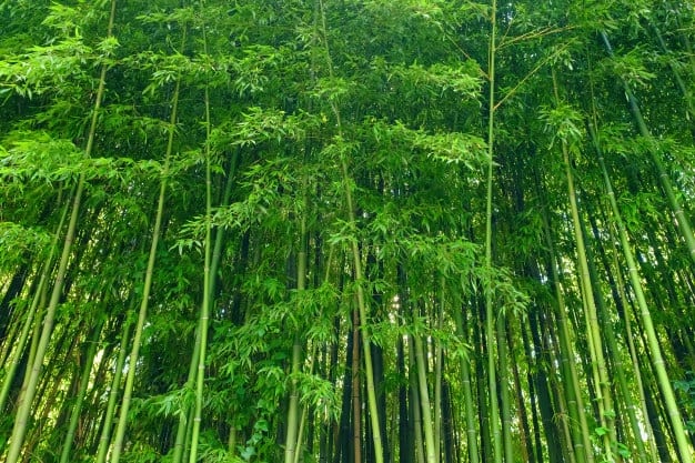 Beema Bamboo