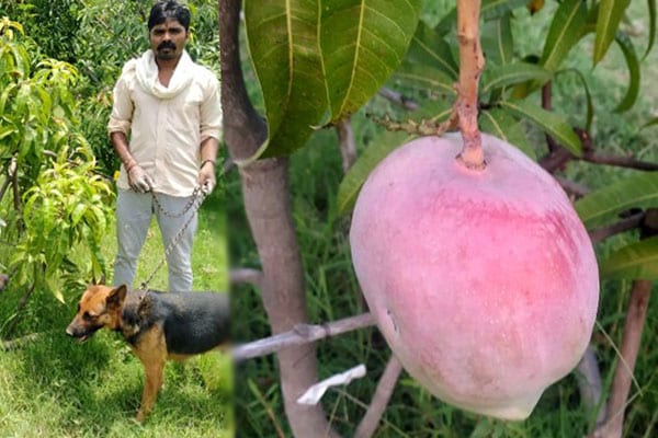 Most Expensive Mango Worth Rs. 2.7 Lakhs Grown in Jabalpur, Madhya Pradesh